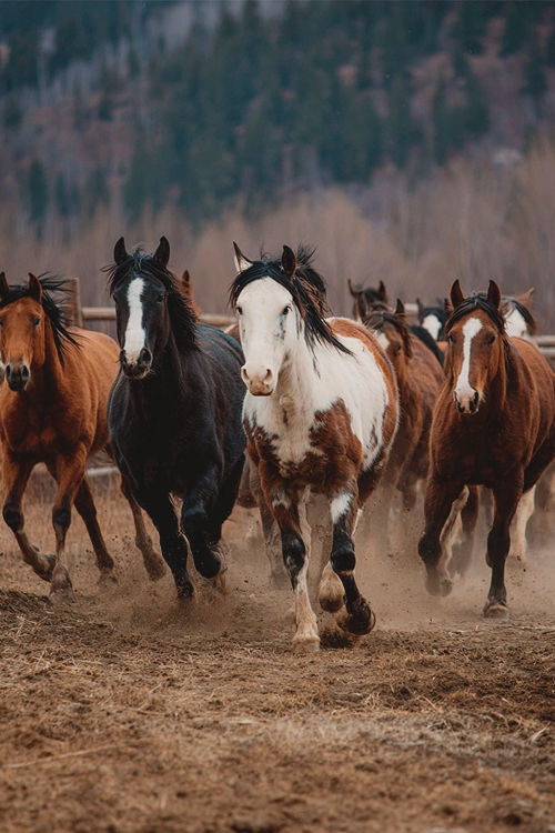 A herd of horses runs across a dusty paddock with a wooden fence and forested hills in the background.