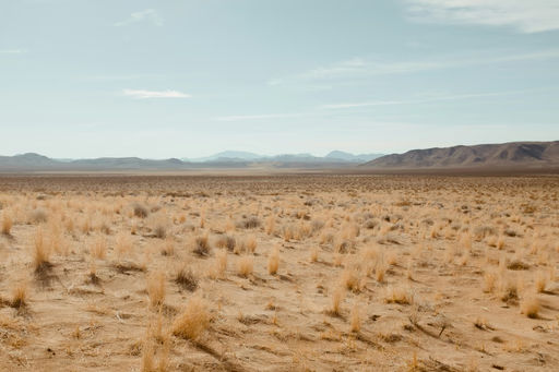 Grassy desert landscape