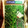 BHINDI – भिंडी