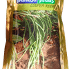 COWPEA – लोबिया