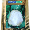 CAULIFLOWER – फूलगोभी