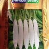 RADISH – मूली