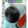WATERMELON – तरबूज