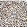 ज्वार (Jowar) – Sorghum