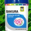 Sakura