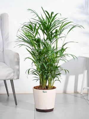 Areca Palm Plant XL