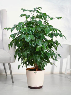 The China Doll Plant - XL