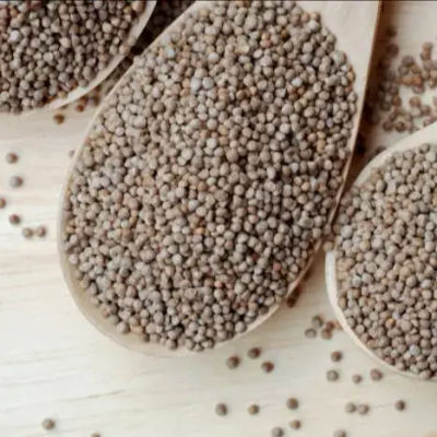 Silam सिलाम Seeds (100gm)