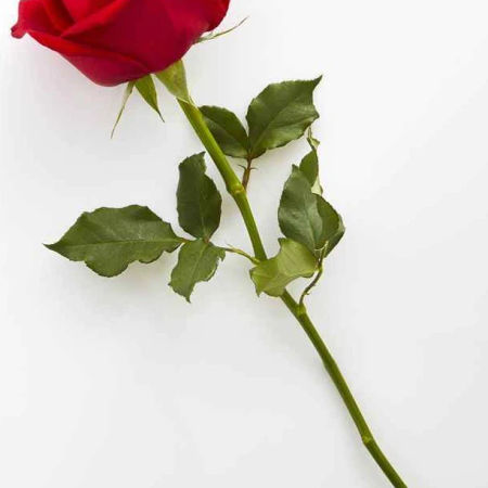 Rose Flowers