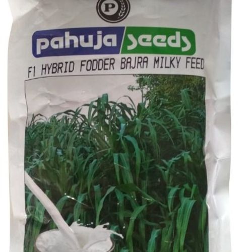 बाजरा (Bajra) – Pearl Millet