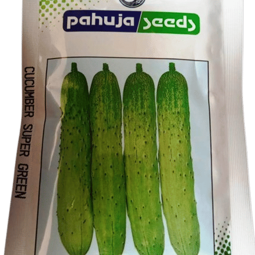 CUCUMBER – खीरा