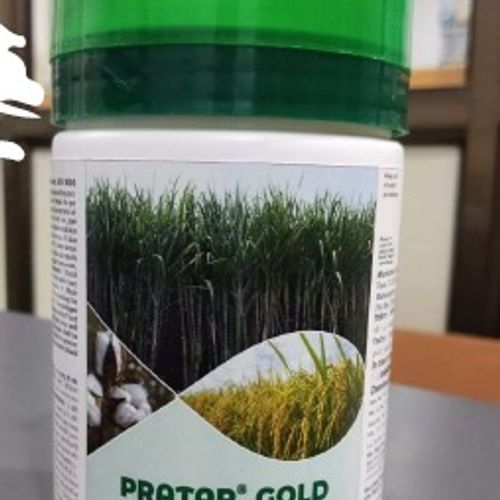 Pratap Gold