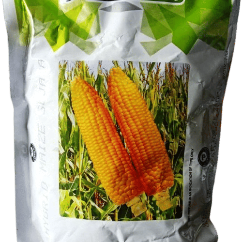 MAIZE – मक्का / भुट्टा