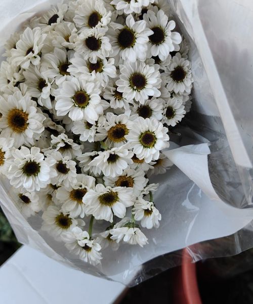 Daisy