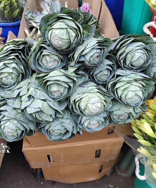  Brassica