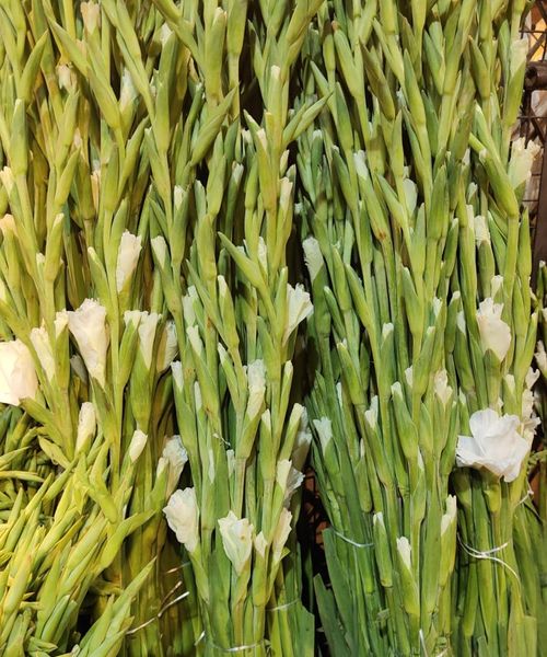 Gladiolus Flowers