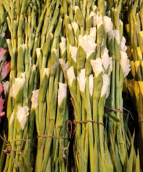 Gladiolus Flowers