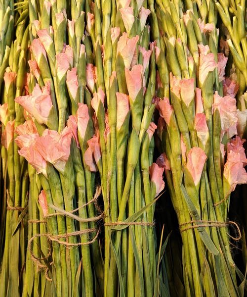 Gladiolus Flowers