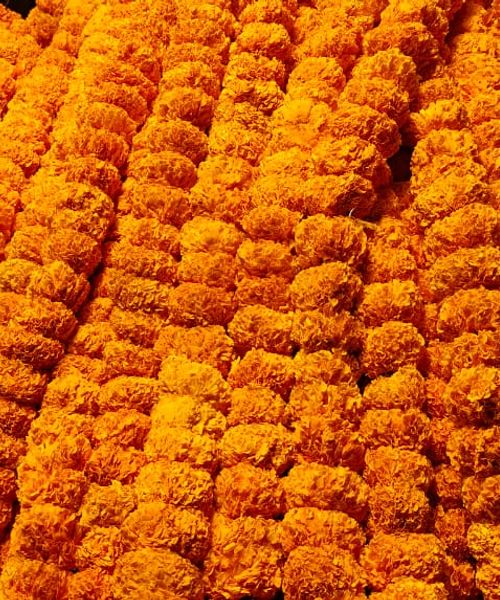Marigold Flowers