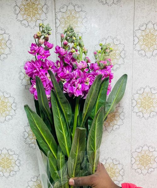 Stock Flowers