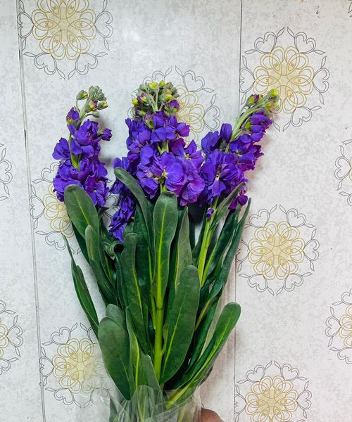 Stock Flowers