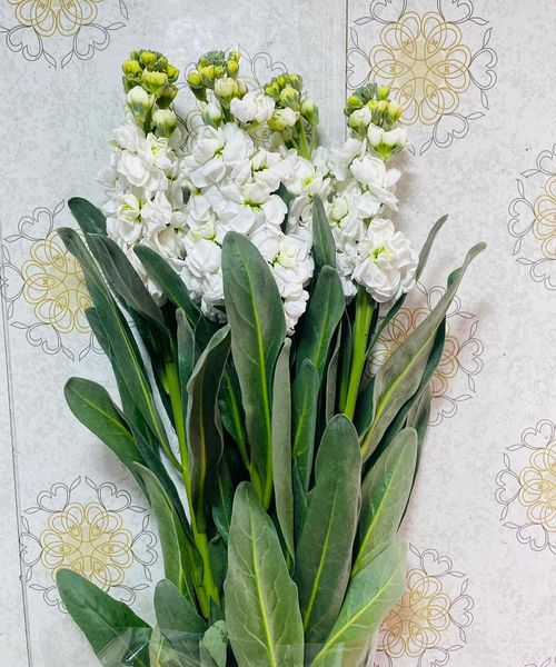 Stock Flowers