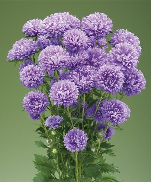 Blue Aster Flowers