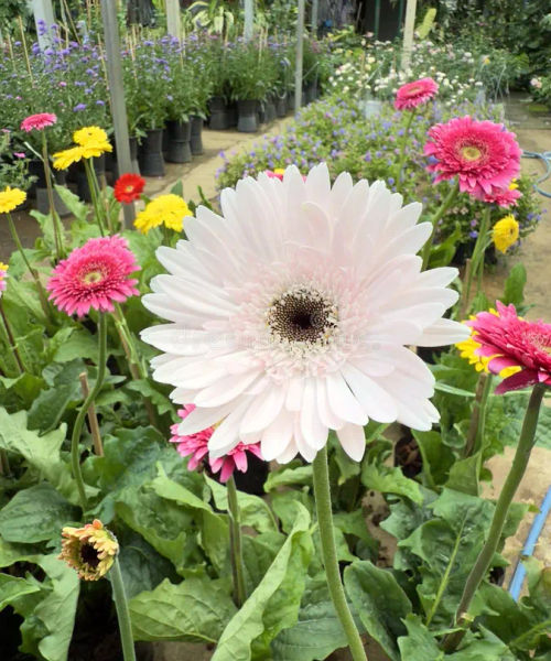 Gerbera Flowers