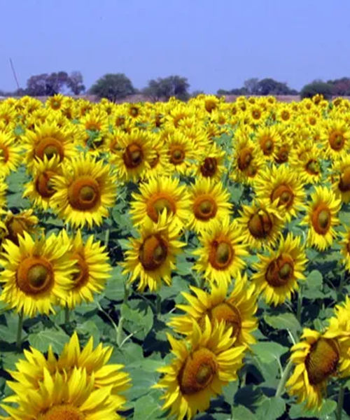 Sunflowers