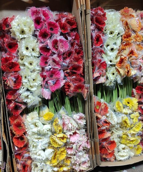 Gerbera flowers