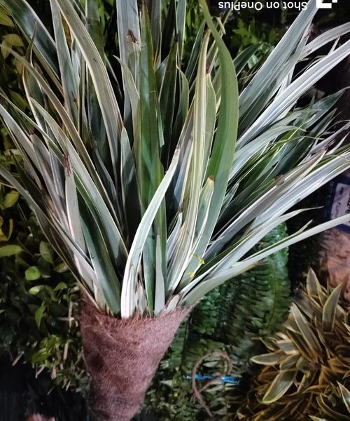 Leaf