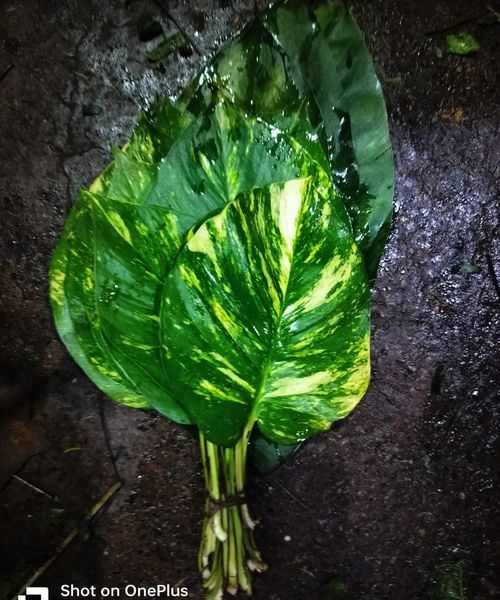 Leaf