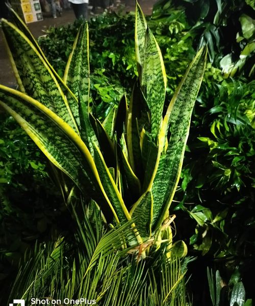 Leaf