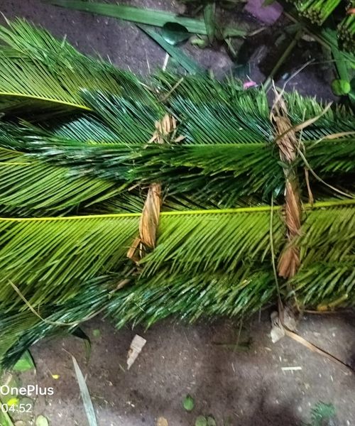 Leaf