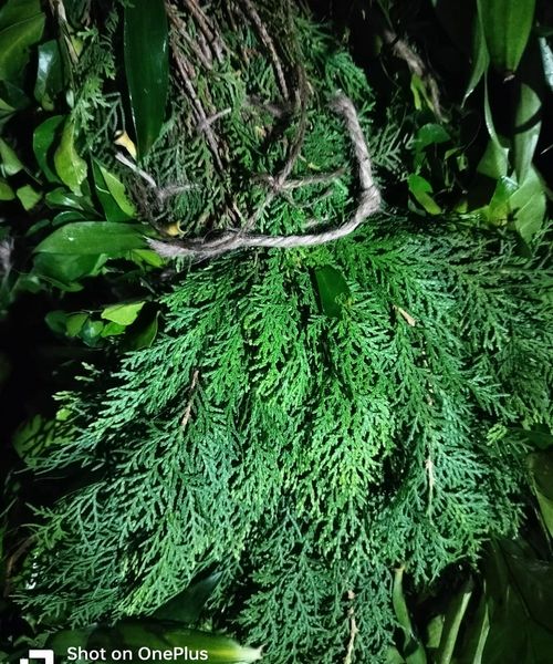 Leaf