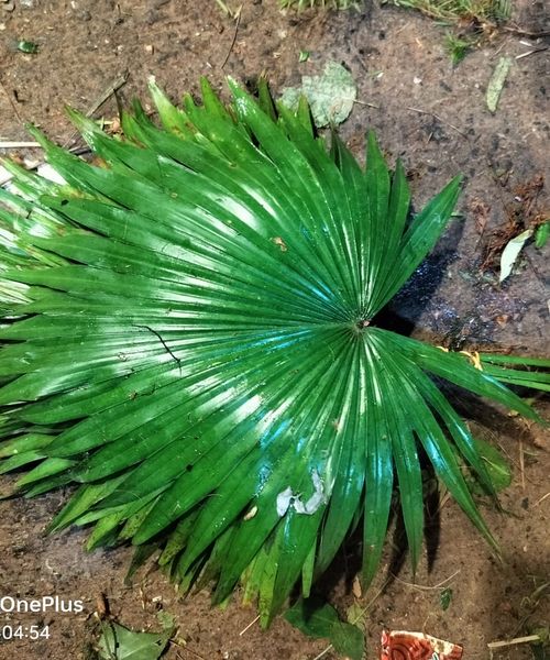 Leaf