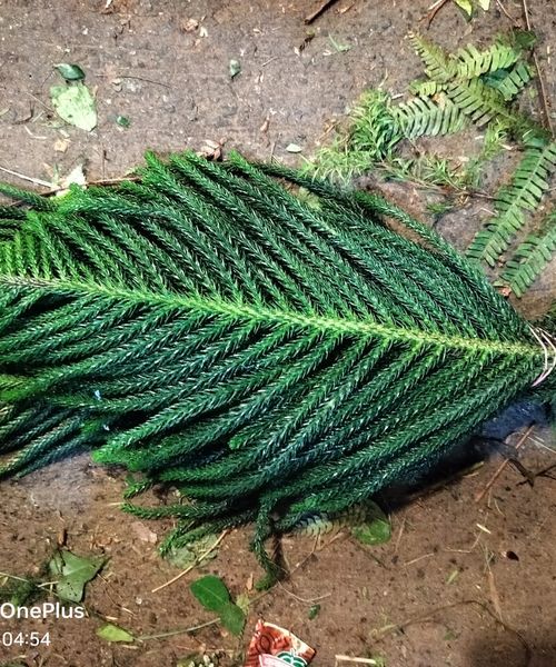 Leaf
