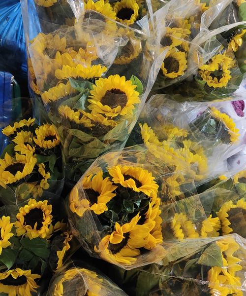 Sunflowers