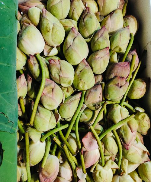 Lotus Flowers