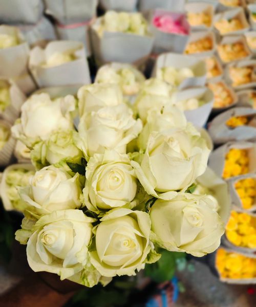 Rose Flowers