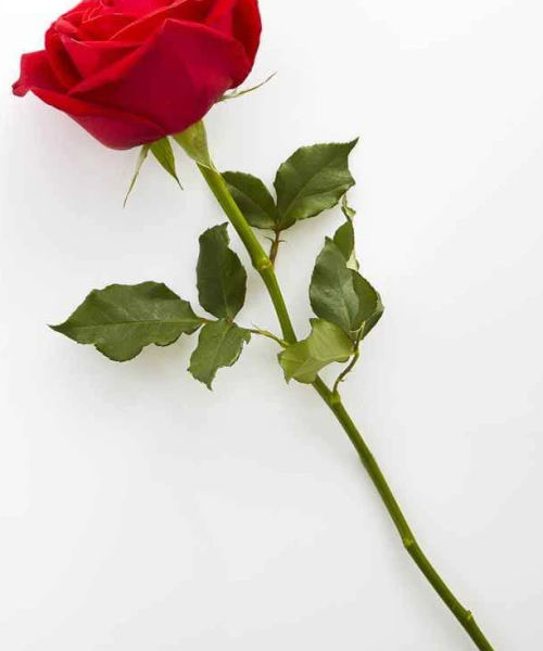 Rose Flowers