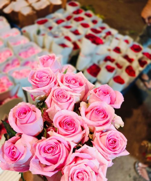 Rose Flowers