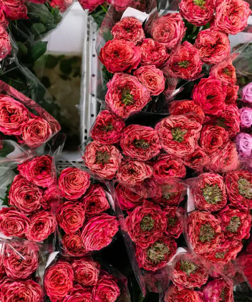 Rose Flowers