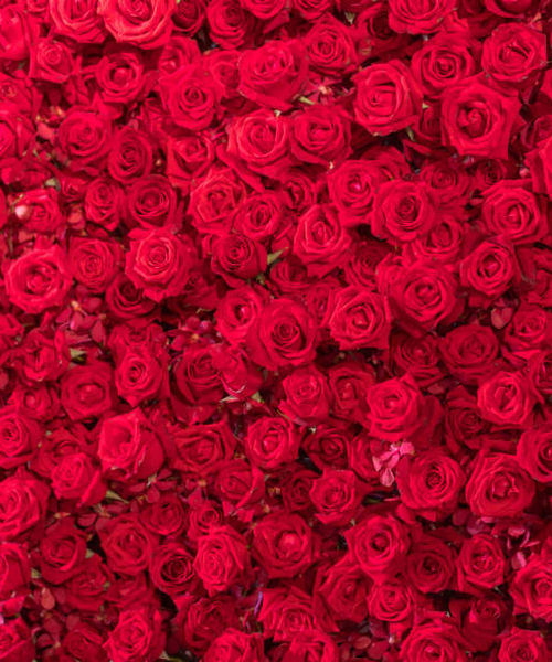 Rose Flowers