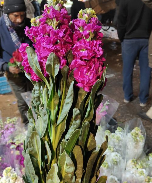 Stock Flowers