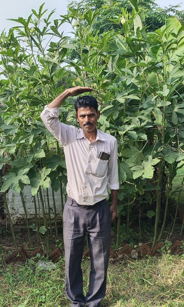 9ft tall Okra Plants