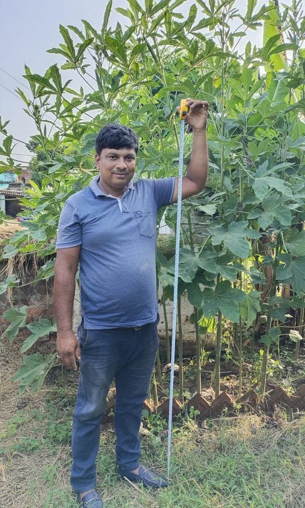 9ft tall Okra Plants