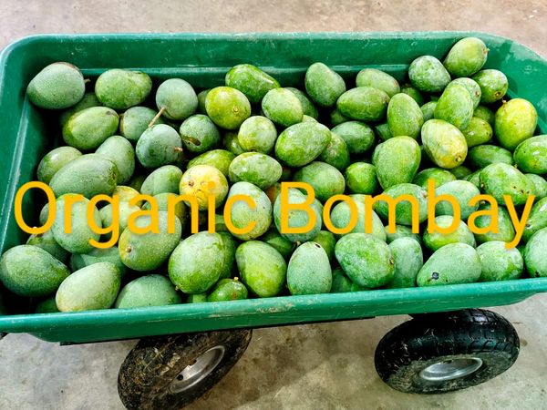 Organic Bombay Mango