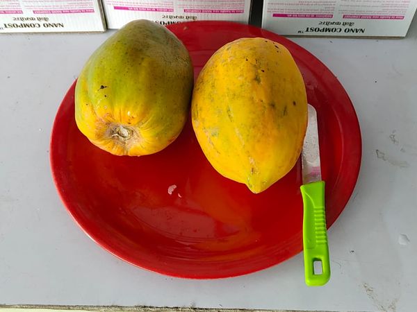 Papaya