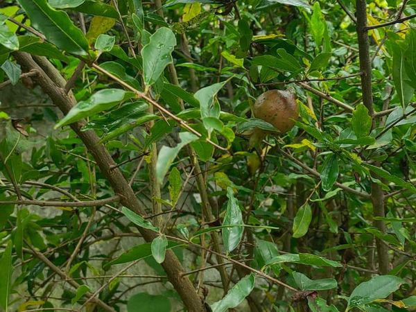 Pomegranate